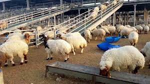 Eid Al Adha- MoCI initiative to subsidize sheep prices 